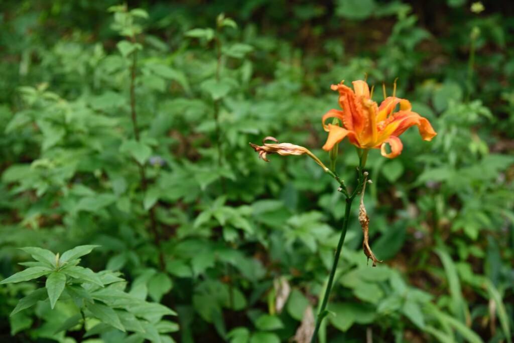Fox Trot Cabin Meadows of Dan Exterior foto